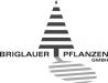 Briglauer