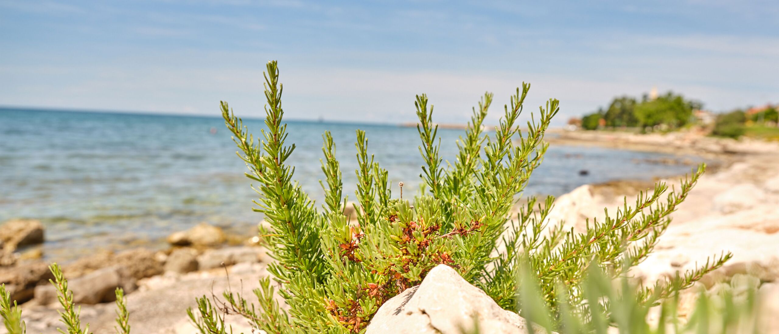 /assets/images/z/werbung-am-inn_strand-tbmye6586ry5x4s.jpg